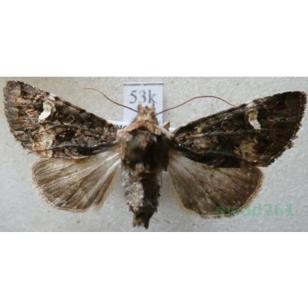 Rileyiana fovea (Treitschke, 1825) Hungaria53k